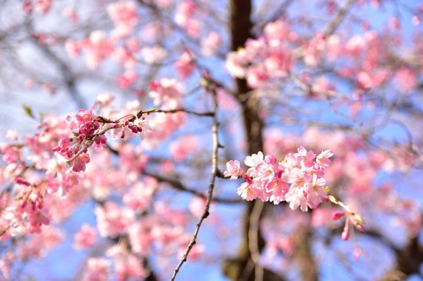 La flor de sakura brota en primavera