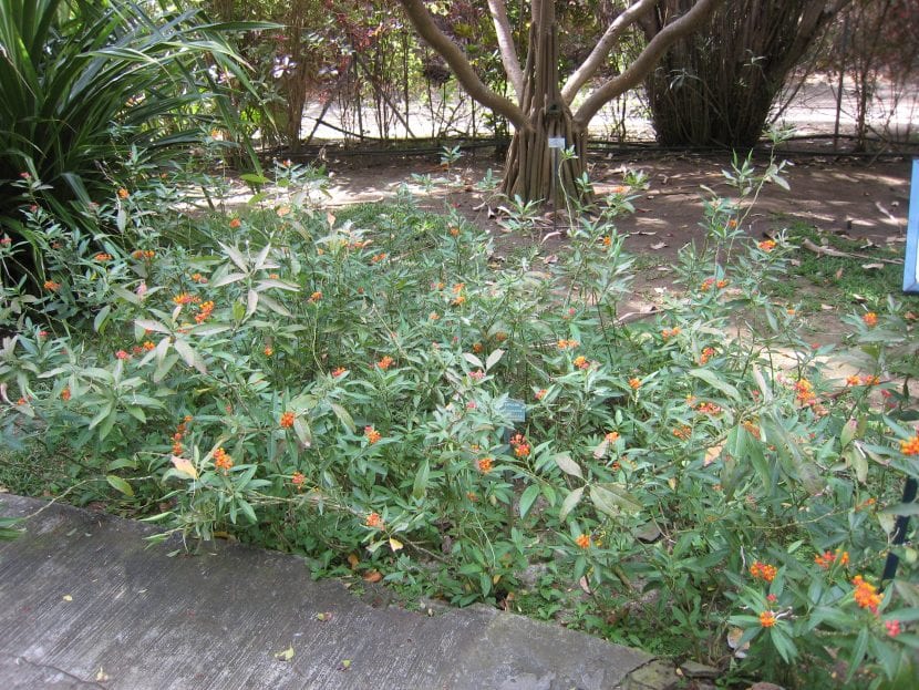 Planta de Asclepias curassavica