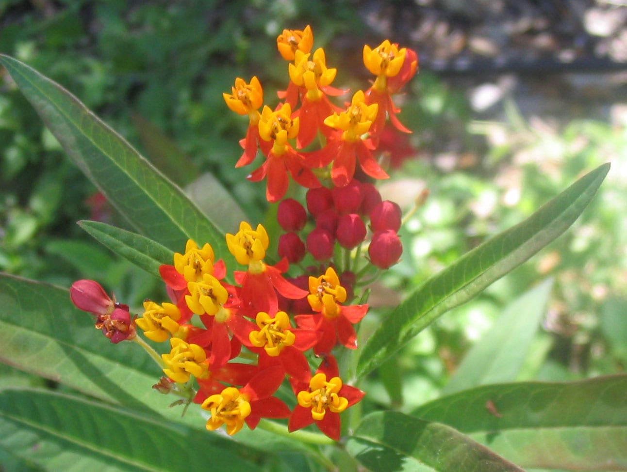 Flor de sangre (Asclepias curassavica): cuidados y riesgos
