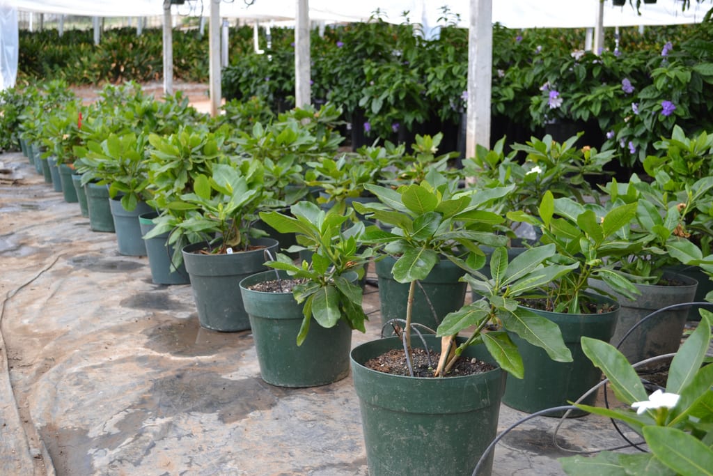 Flor de tiaré (Gardenia taitensis): cultivo y cuidados en España