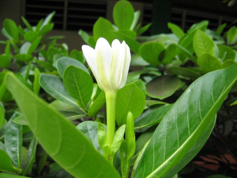 Las hojas de la flor de tiare son lanceoladas
