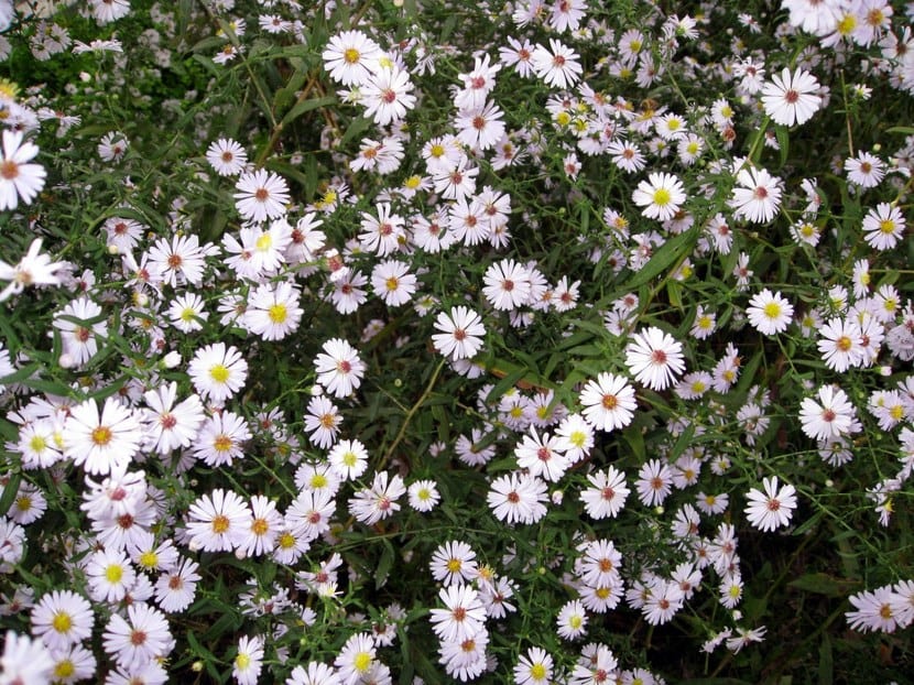 Flores de temporada: qué plantar en otoño e invierno
