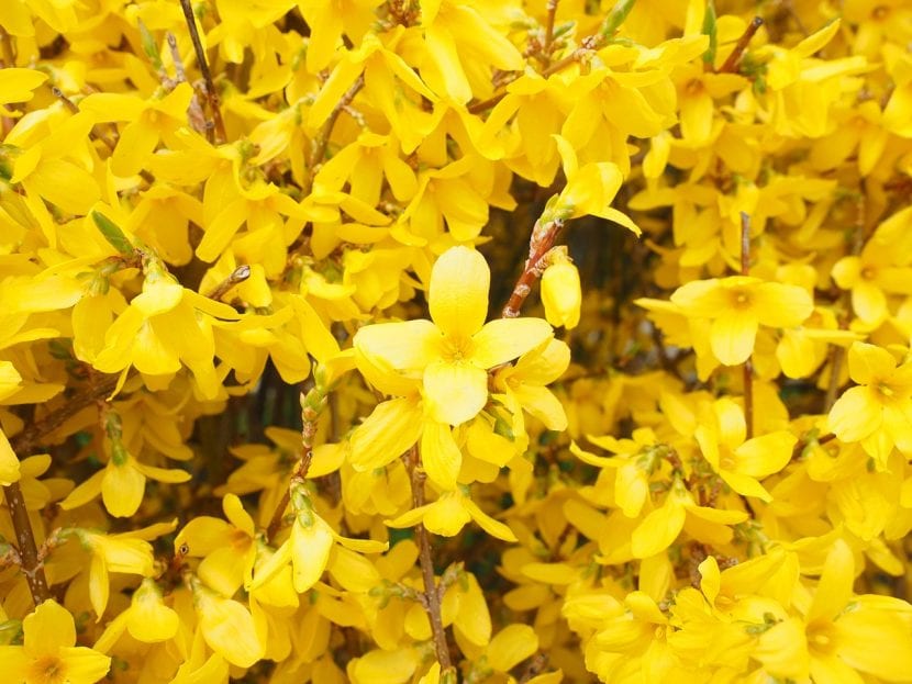 La forsitia es uno de los arbustos que más flores producen