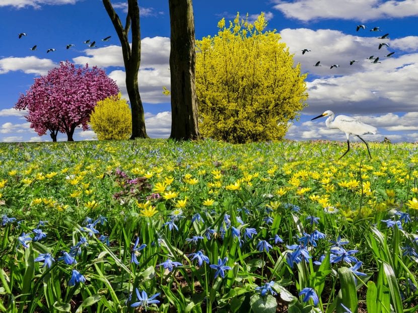 La forsitia es una planta que queda muy bien en los jardines