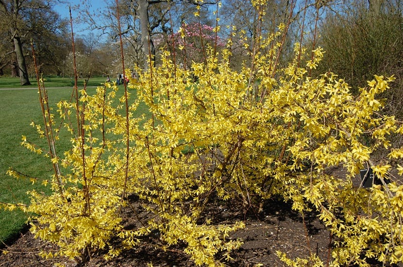 Forsythia intermedia: cultivo, poda y por qué no florece