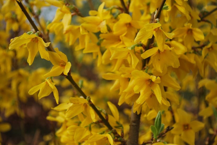 ramas con flores amarillas llamada Forsythia intermedia