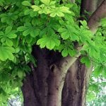 Árboles