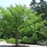 Árbol de Ginkgo biloba