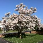 Magnolia x soulangeana, en plena floración.