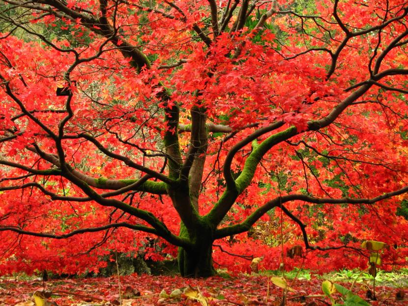 Acer palmatum