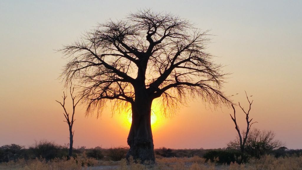 Baobab