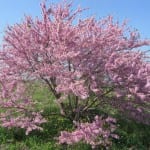 Árbol de Cercis siliquastrum