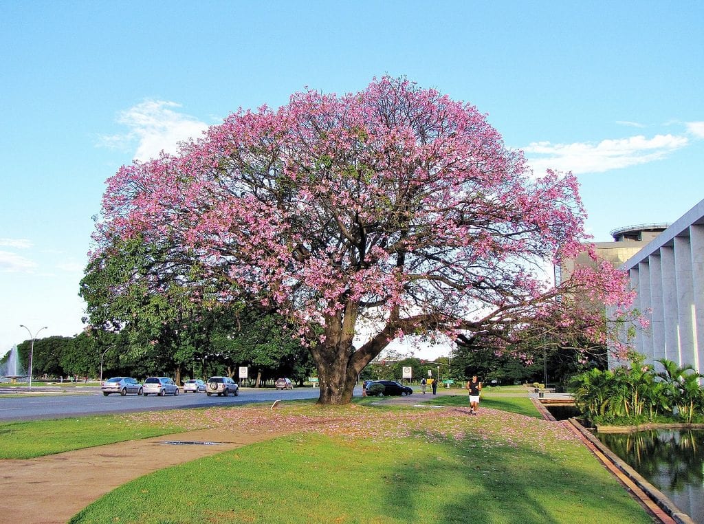 Chorisia speciosa