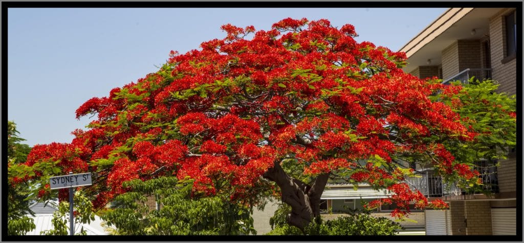 Delonix regia