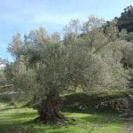 Olea europaea, conocido como olivo