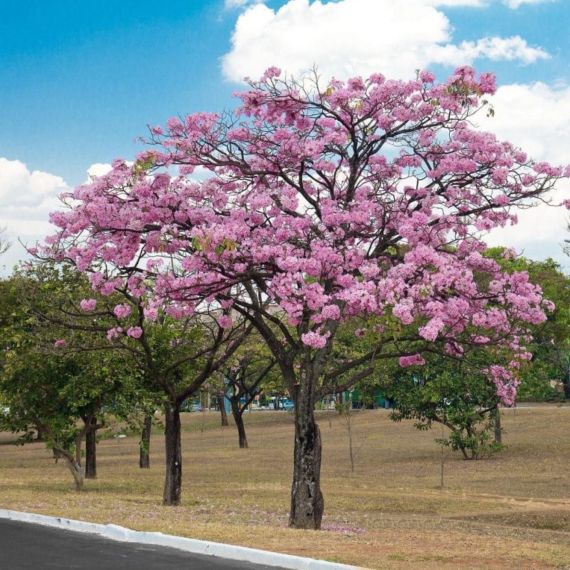 Tabebuia rosea