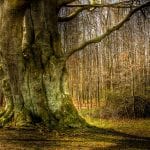 El tronco de un árbol viejo