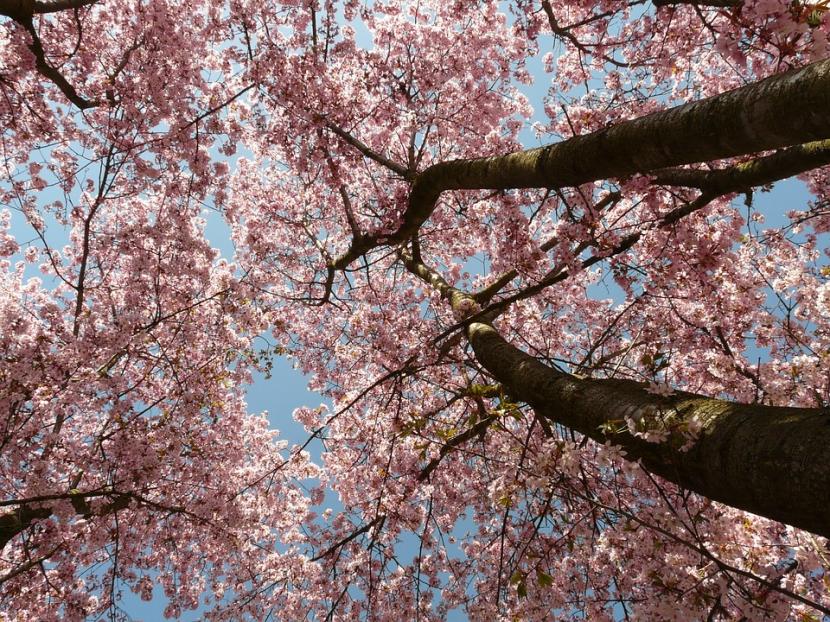 Cerezos de Japón: especies, floración y cultivo en España