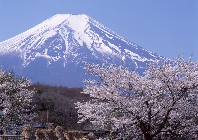 Sakura