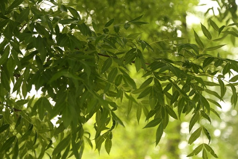 Las hojas del Fraxinus angustifolia son caducas