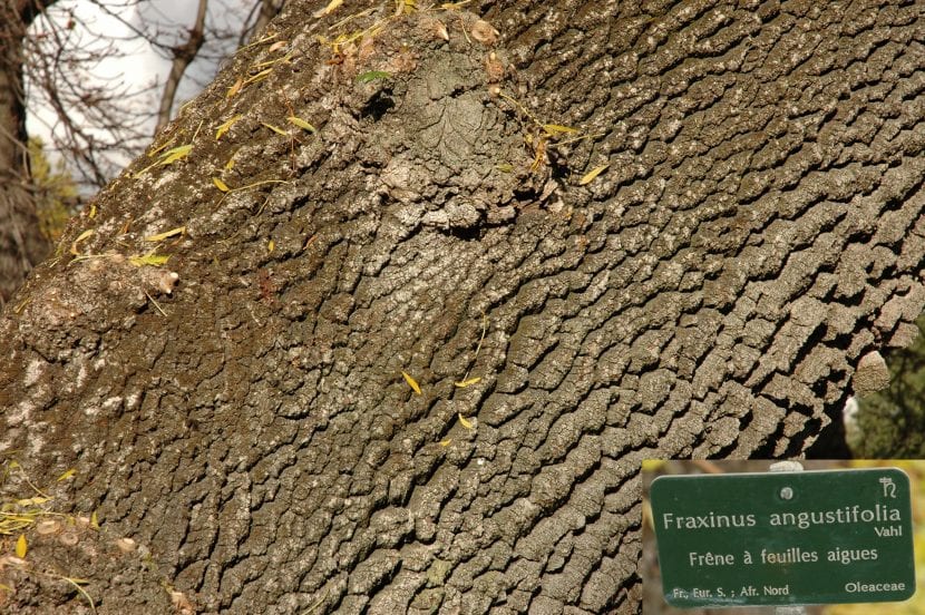 El tronco del Fraxinus angustifolia es grueso