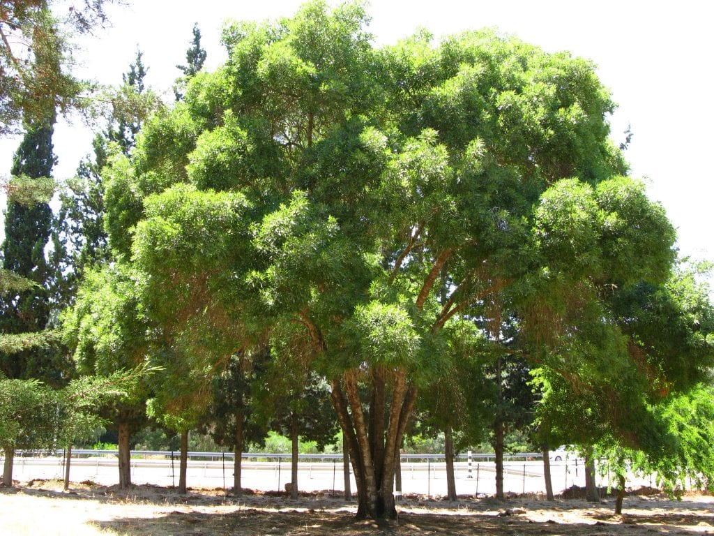 Fraxinus angustifolia: el fresno de hoja estrecha y su cultivo