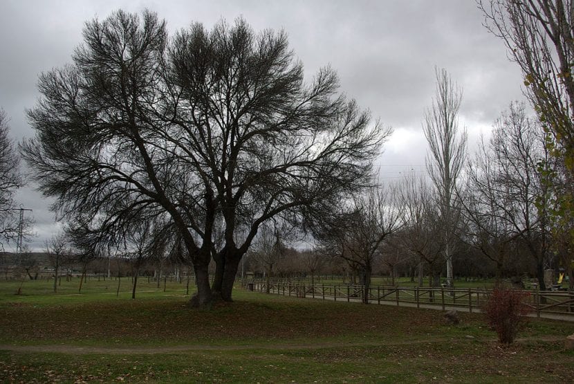 El Fraxinus angustifolia es un árbol grande