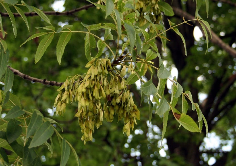 Frutos del fraxinus excelsior