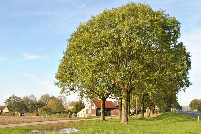 Fresno común (Fraxinus excelsior): cultivo, poda y usos