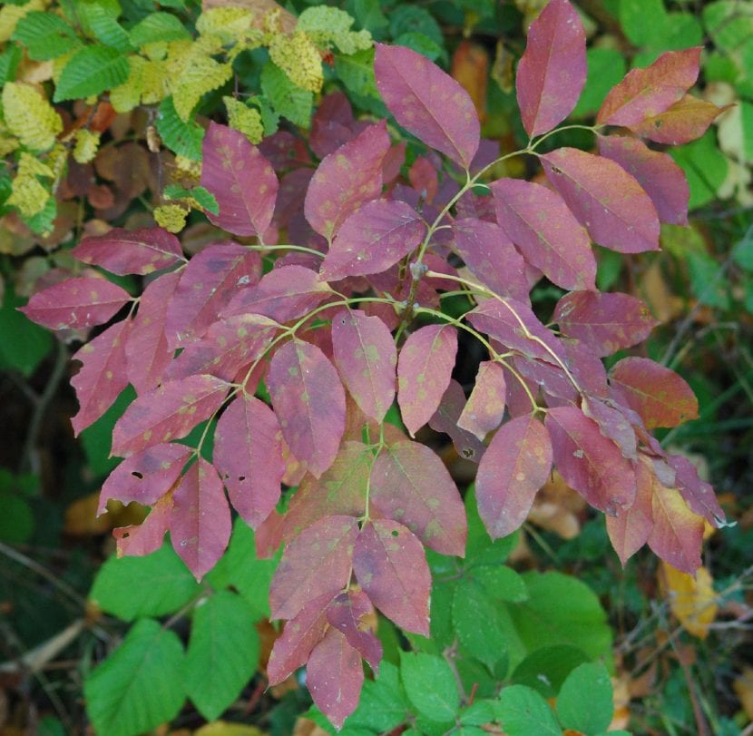 Fraxinus ornus en otoño