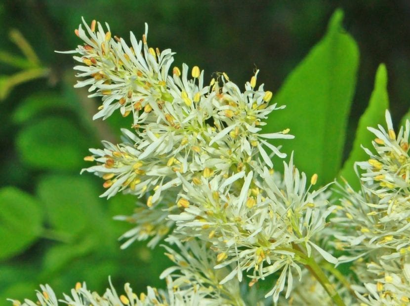 Flores de Fraxinus ornus