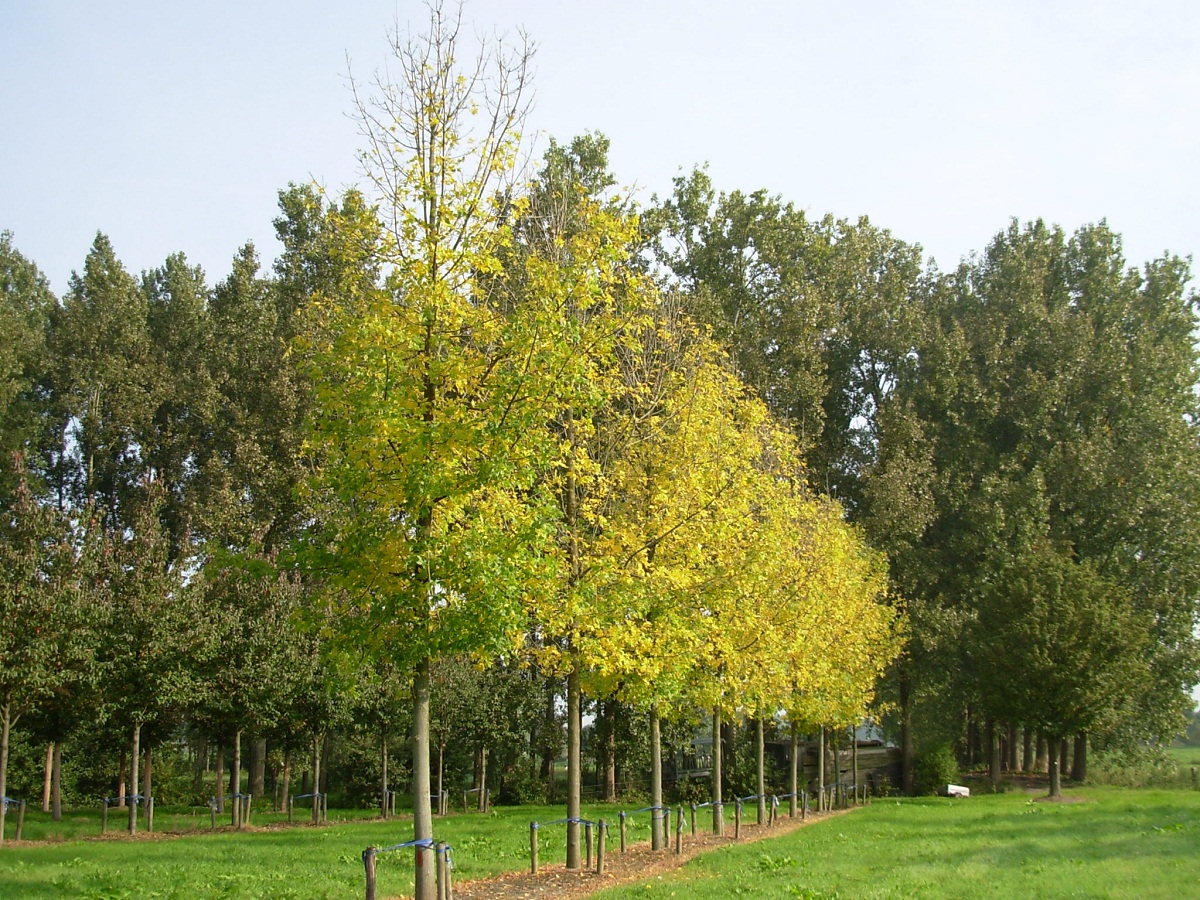 Fraxinus pennsylvanica: guía del fresno verde en el jardín