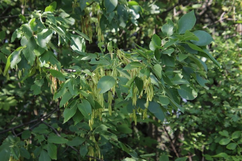 Ramas del fresno verde con hojas pinnadas opuestas