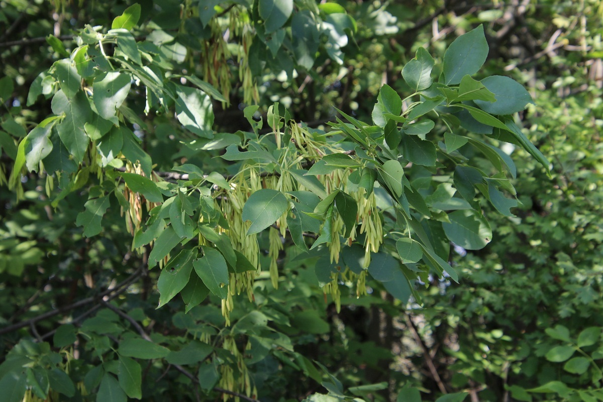 ramas del fresno verde o tambien llamado Fraxinus pennsylvanica