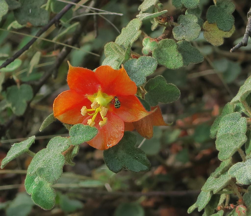 Fremontia (Fremontodendron): cultivo, riego y poda