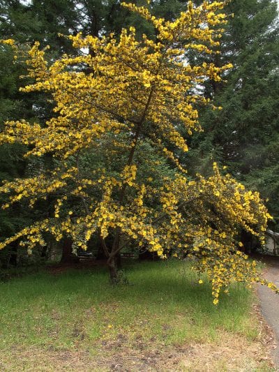 Árbol de fremontia