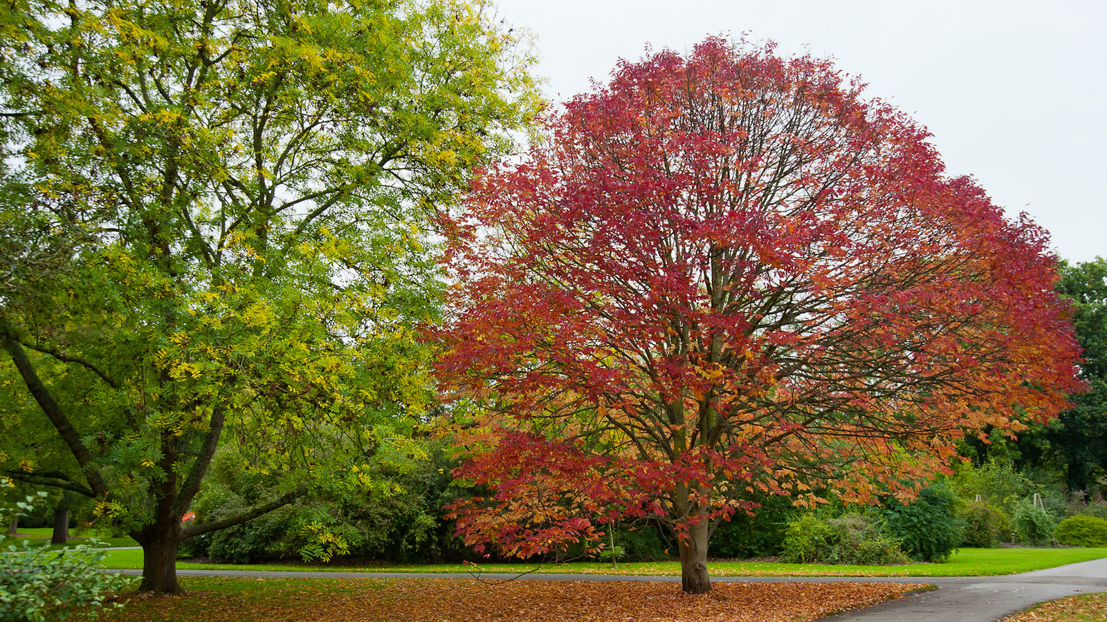 El fresno americano se vuelve rojo en otoño