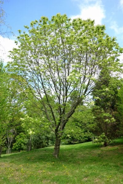 Árbol de Fraxinus ornus