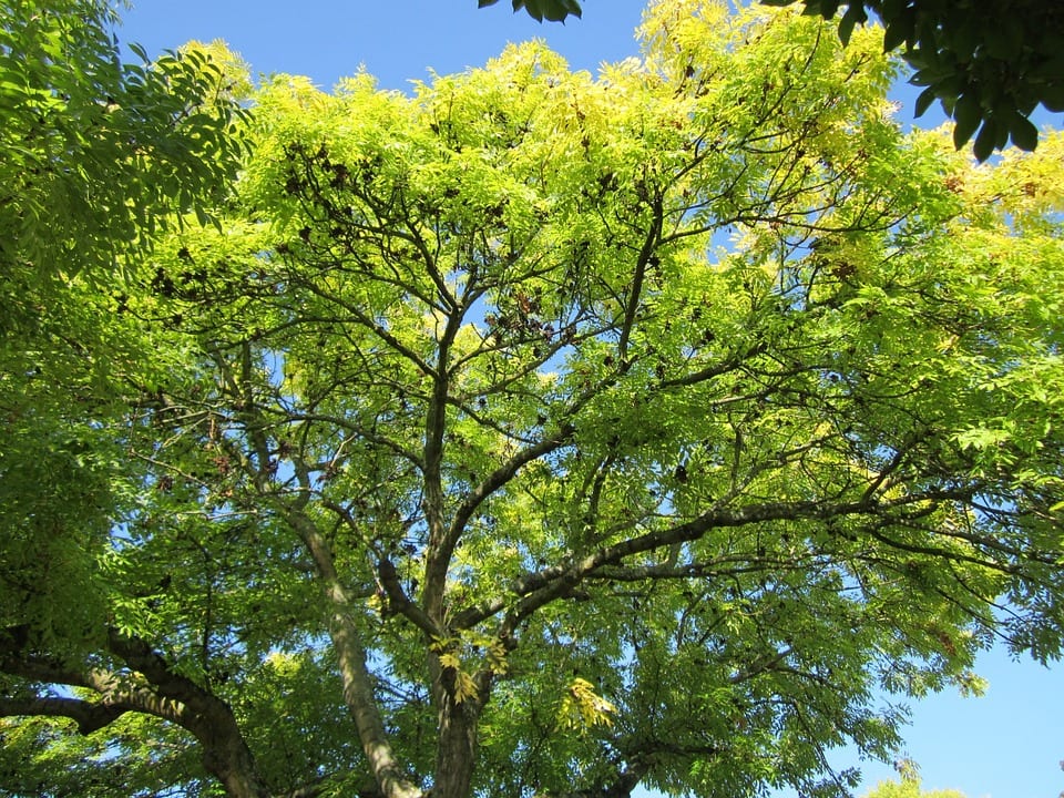 Fresno (Fraxinus): especies, plantación, riego y poda