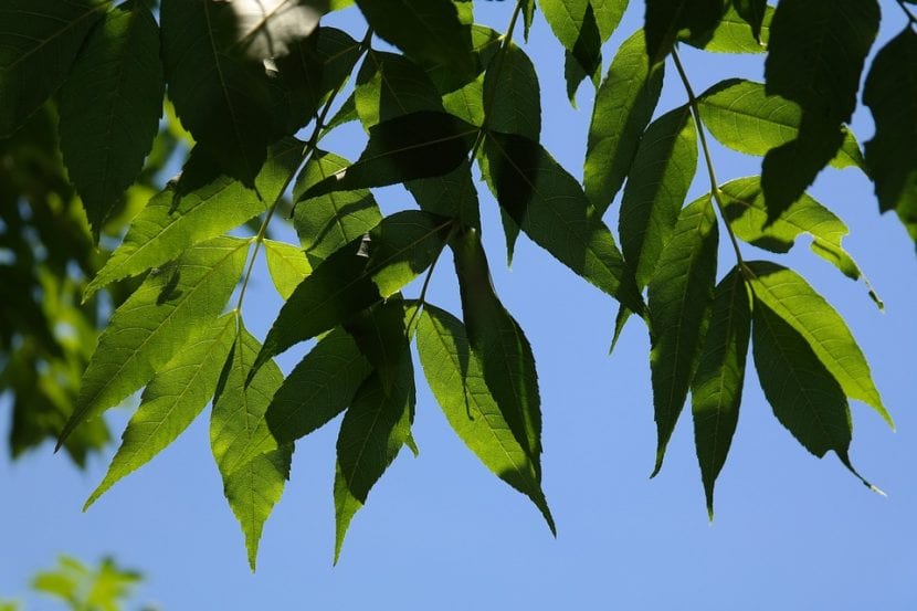 Las hojas del fresno son verdes