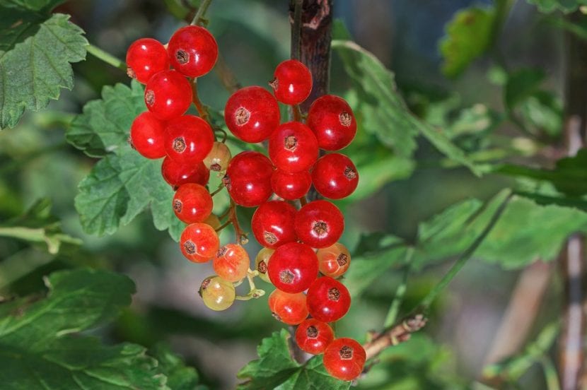 Las grosellas rojas son bayas pequeñas