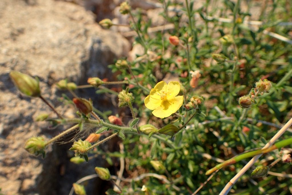 Fumana thymifolia: cultivo del tomillo morisco