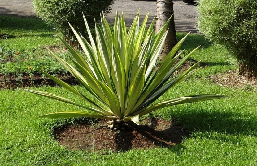 Furcraea foetida mediopicta