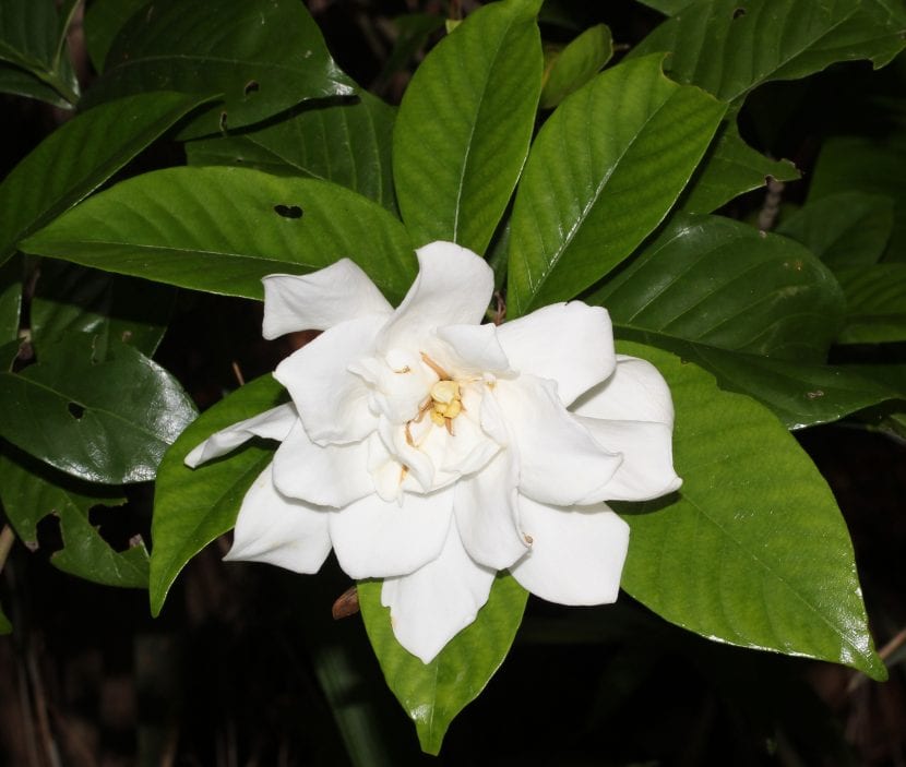 La gardenia produce flores blancas muy bonitas