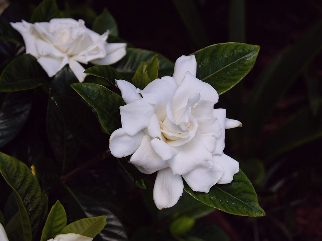 Gardenia: cuidados, riego y cómo evitar la clorosis