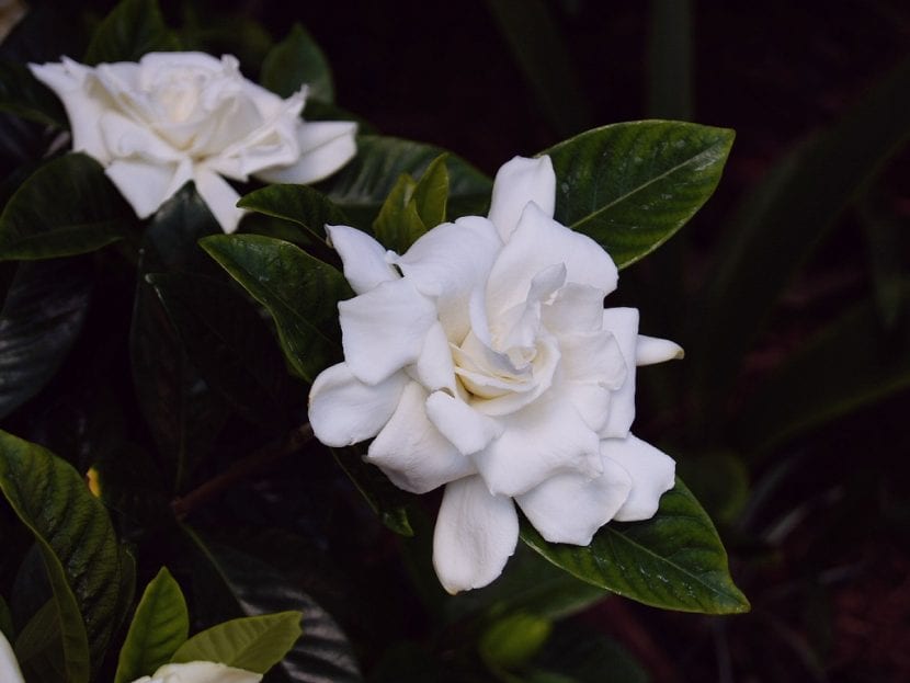 Las flores de la gardenia son blancas y olorosas