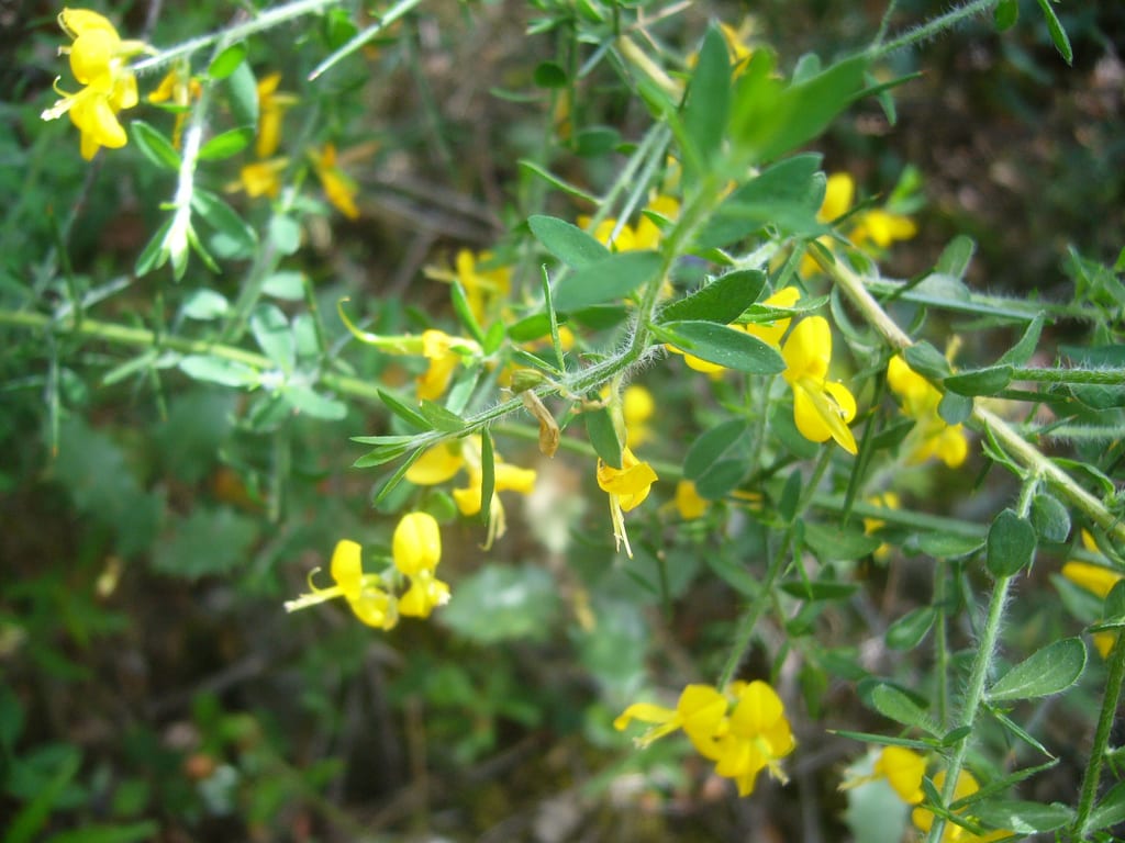 Genista falcata: cultivo, poda y riesgos del escobón espinoso