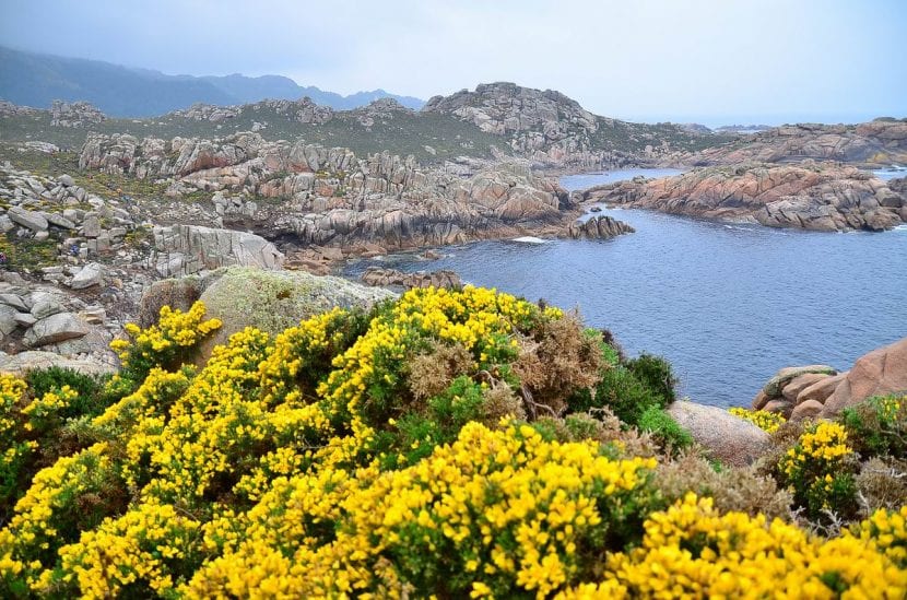 Vista de la planta Genista falcata