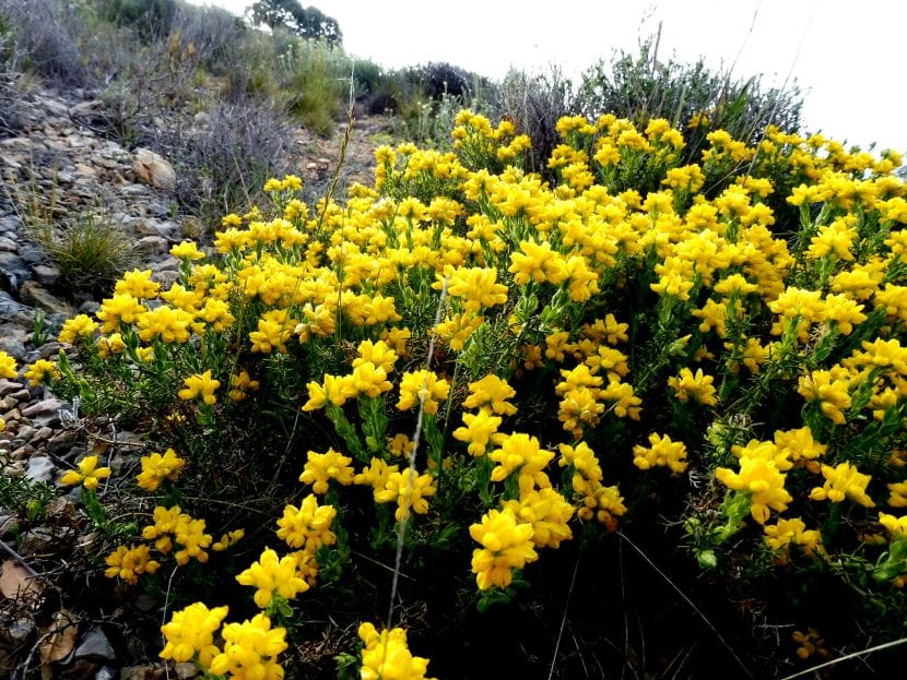 Las flores de la Genista hispanica son amarillas