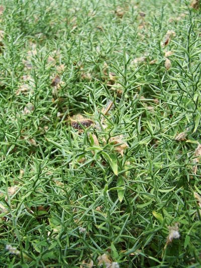 La Genista hispanica es una planta muy decorativa